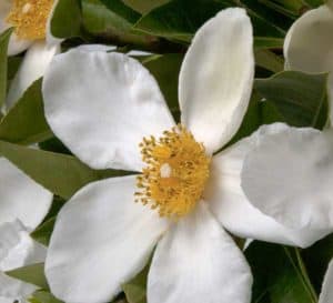 Large white flowers with yellow centers on a background of dark green elongated pointed leaves