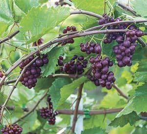 Grape RazzMatazz with bunches of grapes on green vines