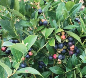 Southern Living blueberries ripening amongst the foliage