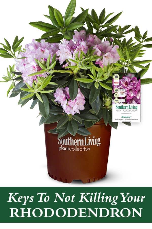 Growing Rhododendrons In The South 600x900