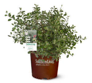Guava Pineapple in Southern Living Plant Collection brown pot