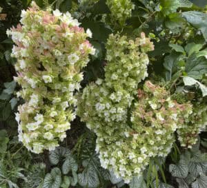 Huge blooms of Snowcicle Oaklead Hydrangea