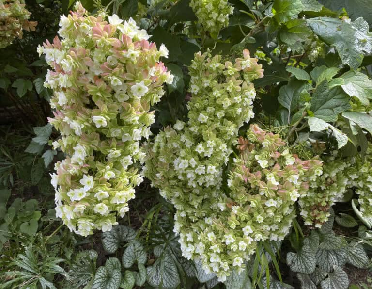 Huge blooms of Snowcicle Oaklead Hydrangea