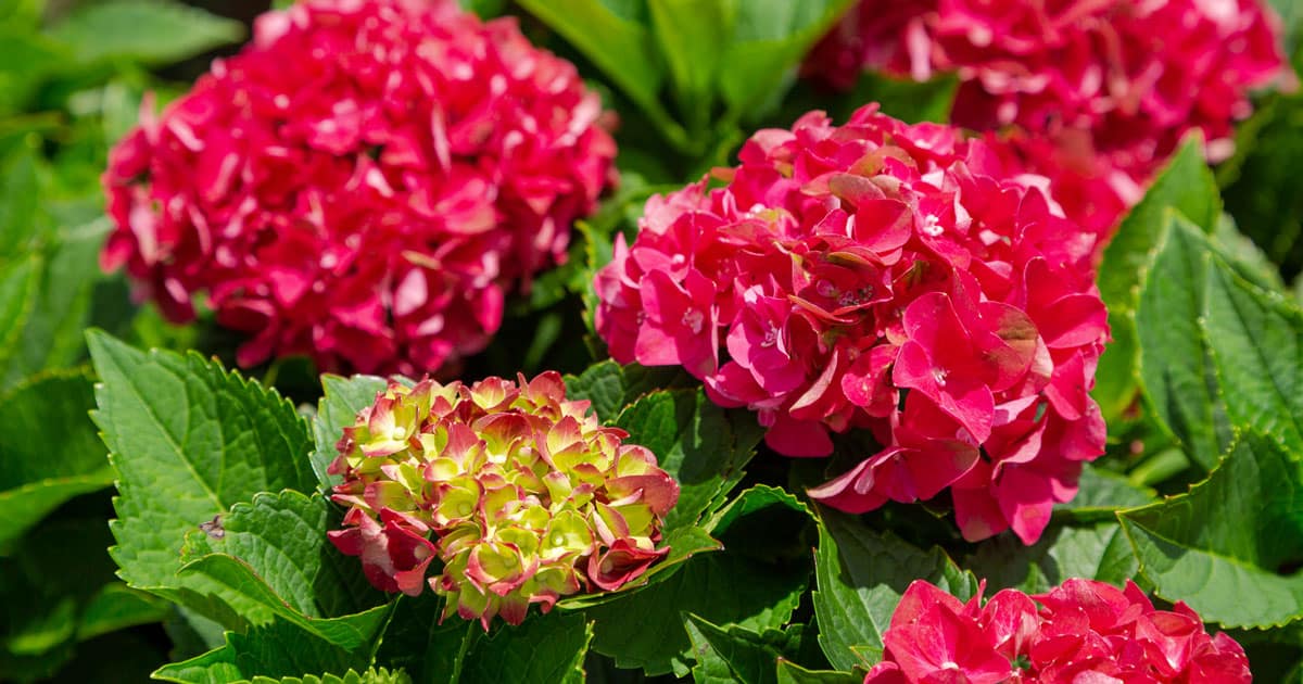 Red and yellow-green Hydrangea panicles with bright green foliage