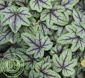 Close-up look at the large green lobed leaves with dark red-purple veining of Pink Fizz Heucherella's