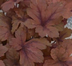 Close-up on the foliage of Pumpkin Spice Heucherella's rich red and orange lobed leaves with darker red veining