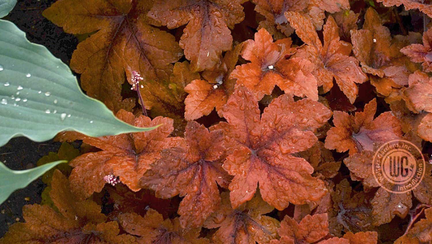 Close-up on the foliage of Pumpkin Spice Heucherella's rich red and orange lobed leaves with darker red veining