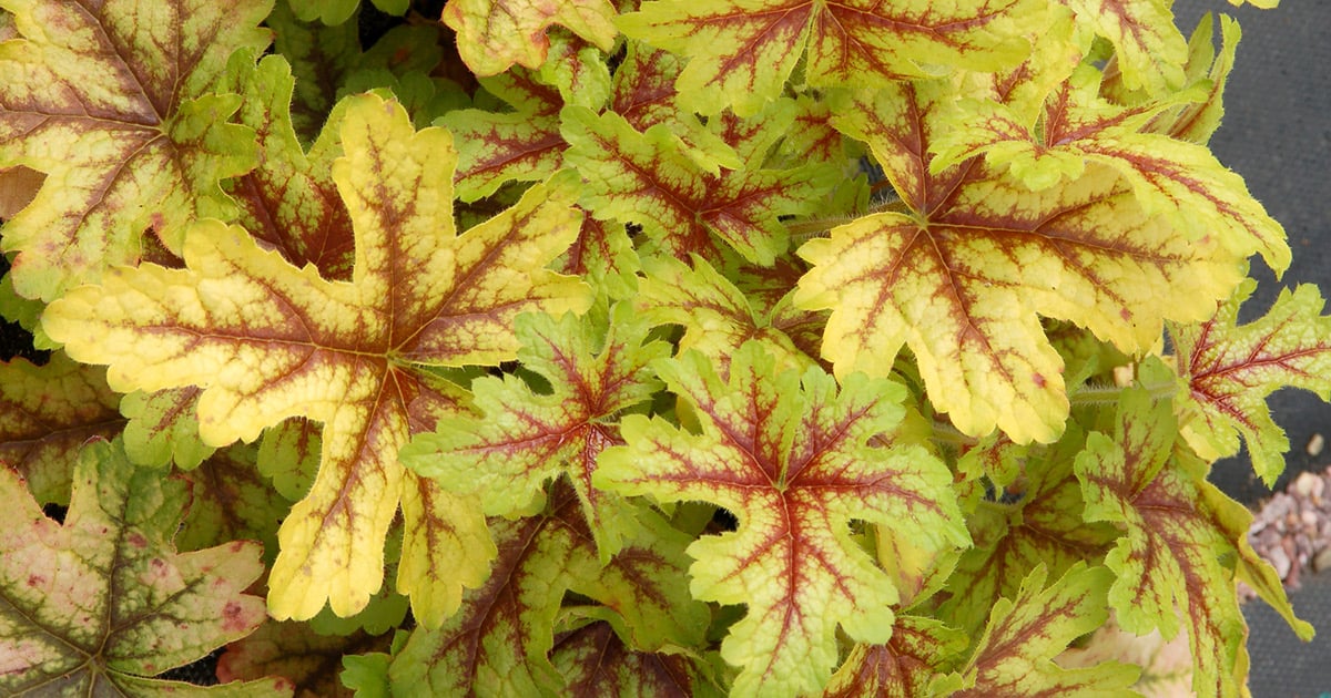 Maple-shaped leaves in green and yellow tones with red veining