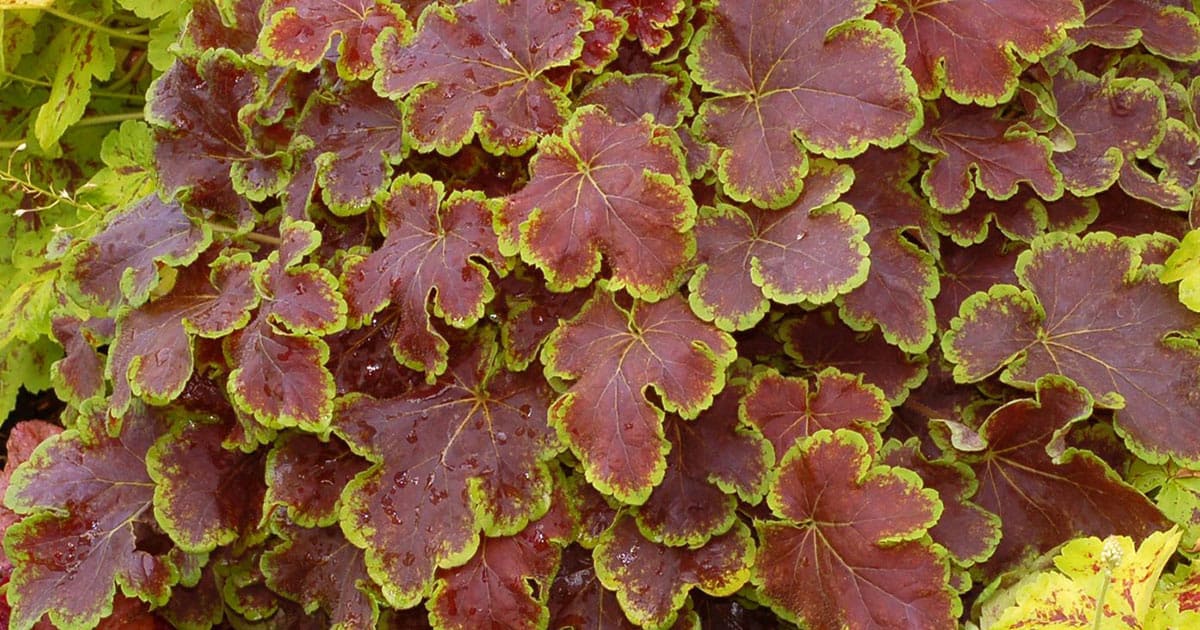 Leaves of red brown bordered in lime green combined with such a beautiful habit and broadly scalloped leaf edges.