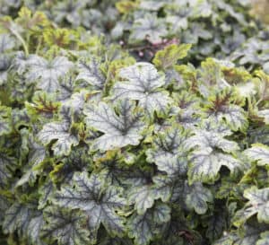 Tapestry Heucherella, vibrant green leaves with red veins
