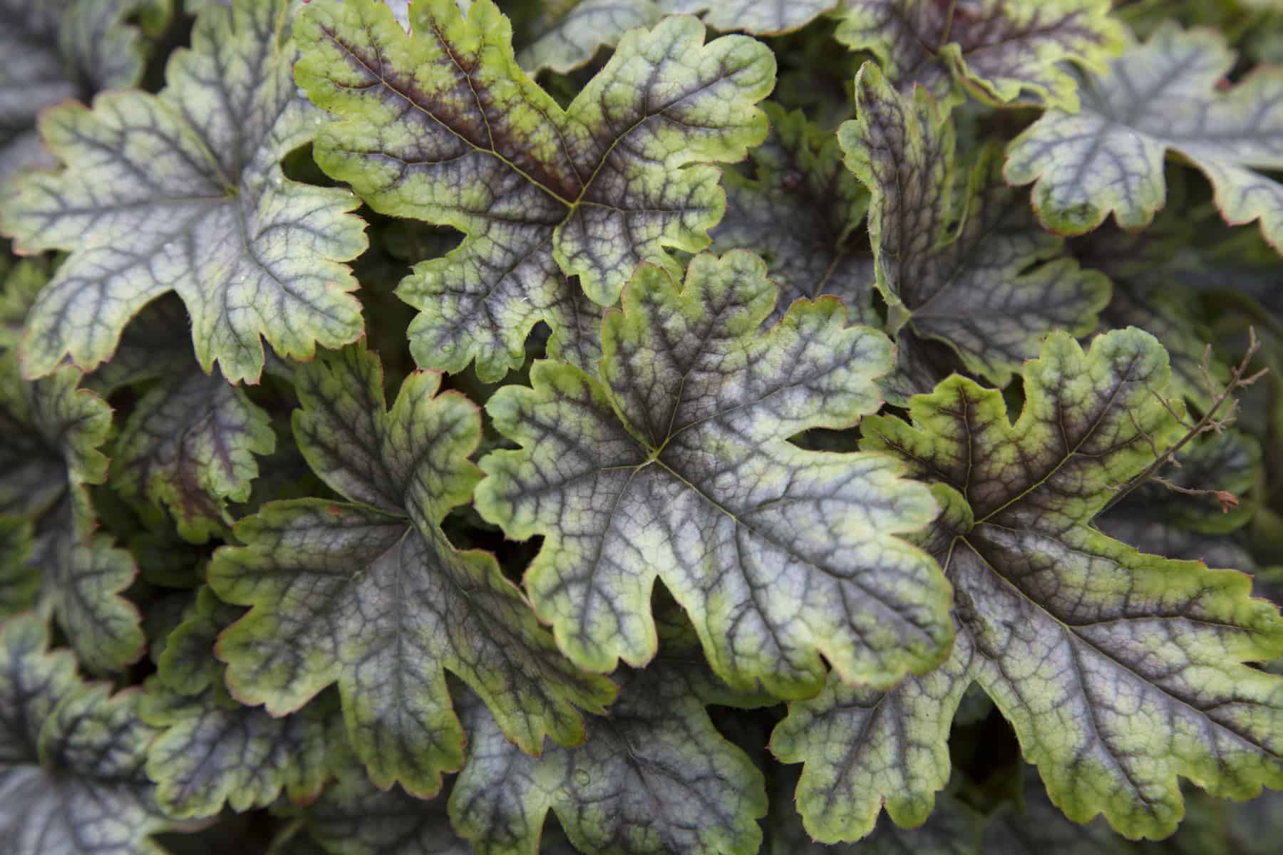 Close up of Tapestry Heucherella's leaves show purple-gray veining on yellow-green maple-shaped leaves