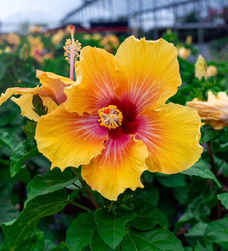 Jamaican Me Happy Hibiscus