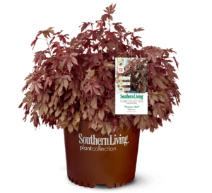 Panama Red Hibiscus in Southern Living Plant Collection brown pot