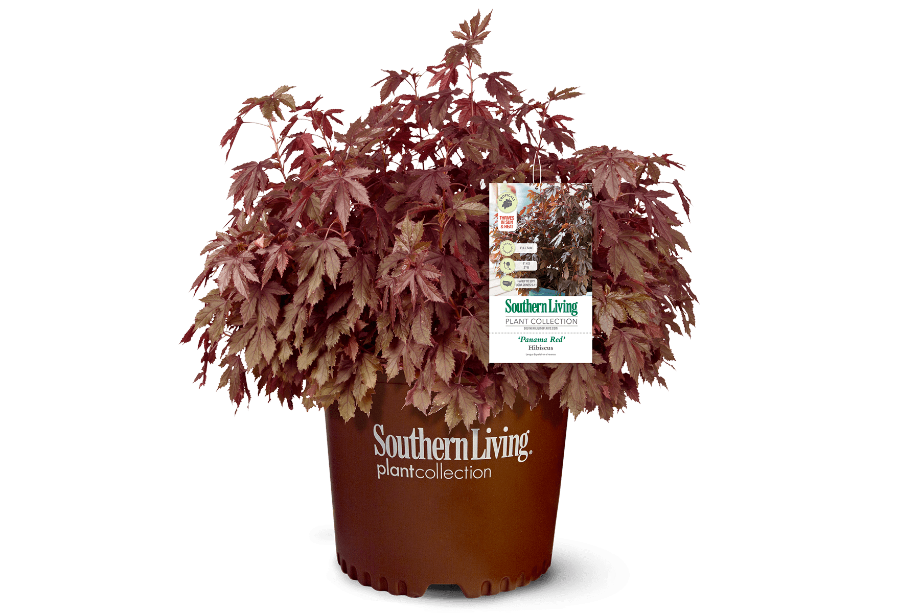 Image Gallery – Page 21 – Southern Living Plants