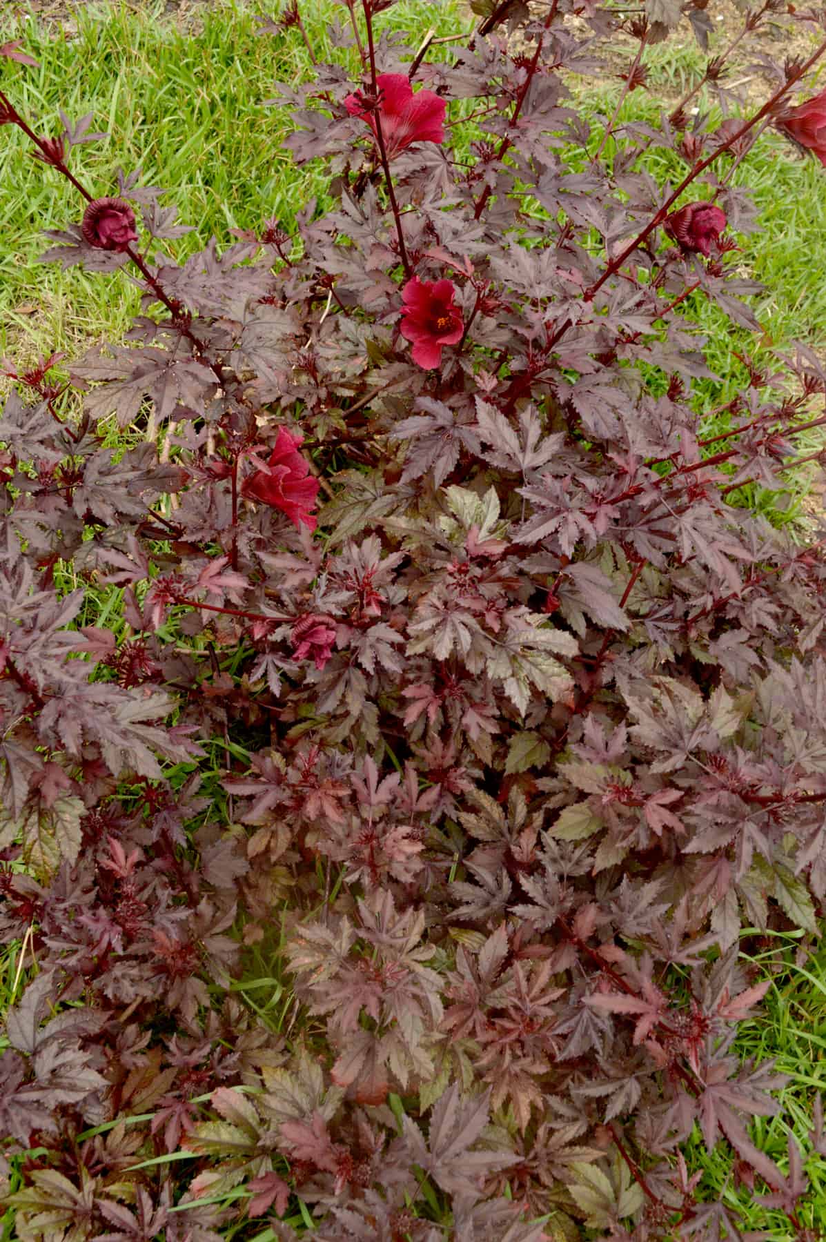 Infrequent red hibiscus blossoms amid the burgundy foliage of Panama Red Hibiscus