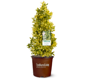 Golden Oakland Holly in Southern Living Plant Collection brown pot