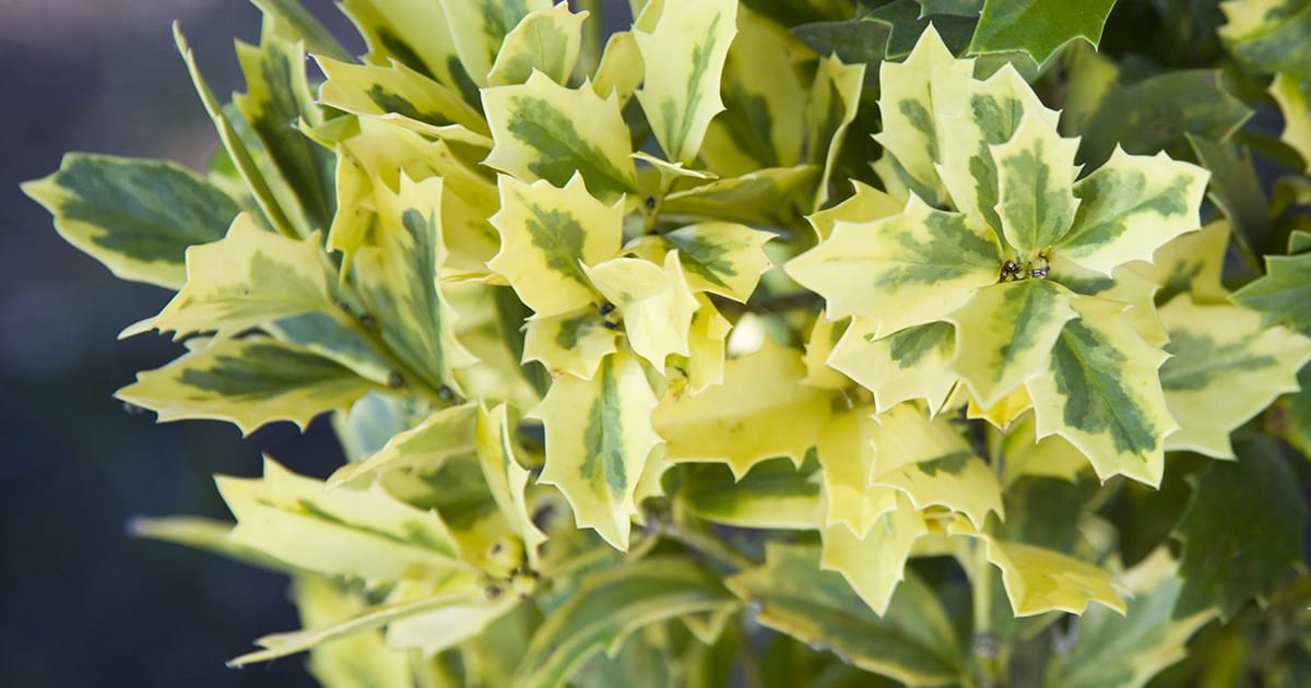 Distinctive oak-shaped leaves and golden variegated foliage set this versatile evergreen holly apart