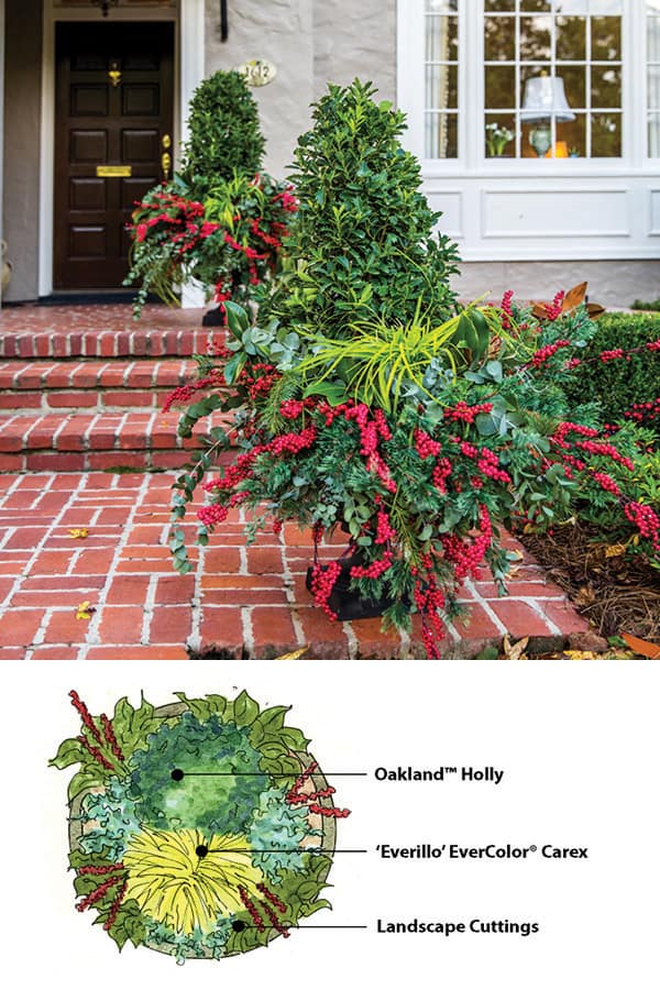 Holly tree with red berries on front porch in black ornate planter