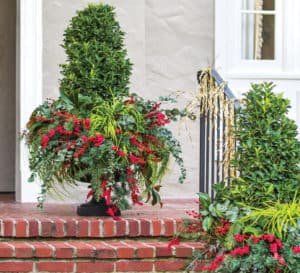 Oakland Holly plants in Christmas containers of red holly berries and bright grass foliage of Everillo Carex