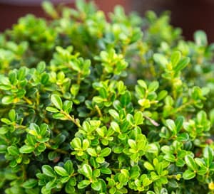 Attractive small leaves and compact habit. its tiny leaves add beautiful texture to the garden.