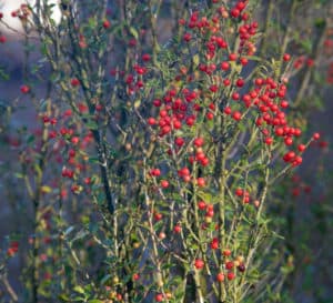 Holly tree with red berries