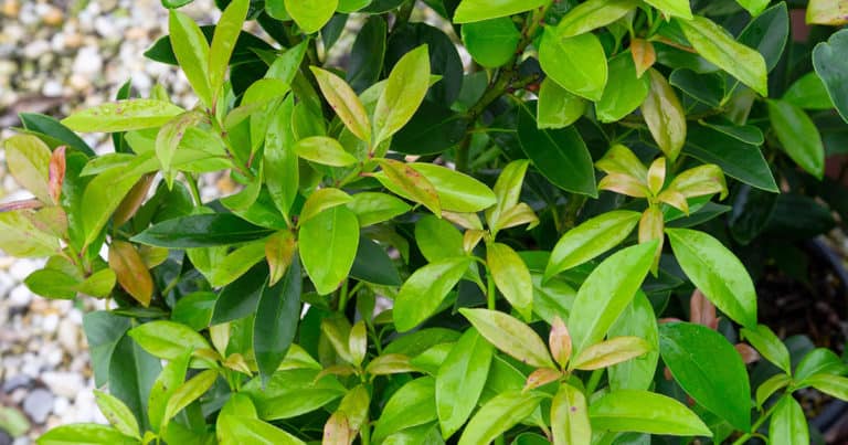 Close-up on bronze new growth and medium green smooth pinnate leaves of Screen Play Holly tree