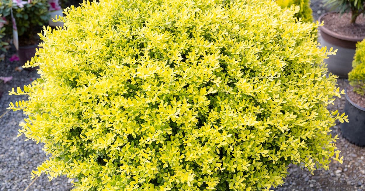 Close-up of tiny Touch of Gold Holly crenata leaves in bright gold and green