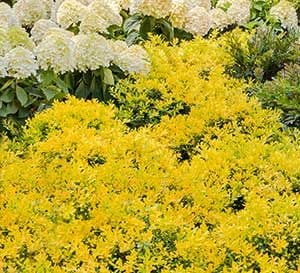 A garden bed packed with mass plantings of Touch of Gold Holly, Cast In Bronze Distylium and White Wedding Hydrangea