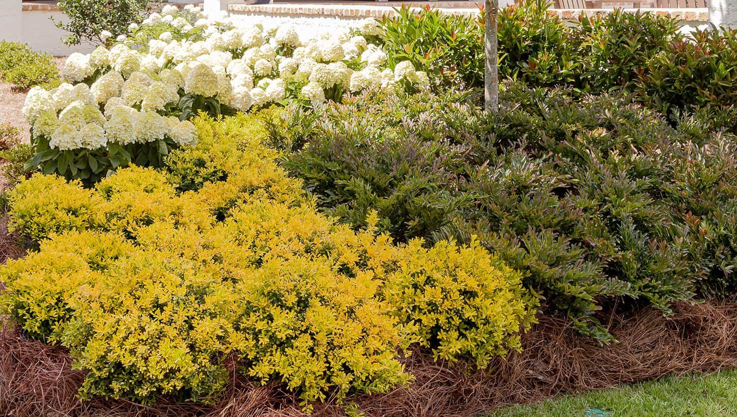 A garden bed packed with mass plantings of Touch of Gold Holly, Cast In Bronze Distylium and White Wedding Hydrangea