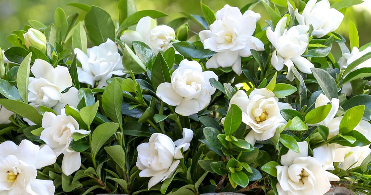 How to maximize gardenia blooms