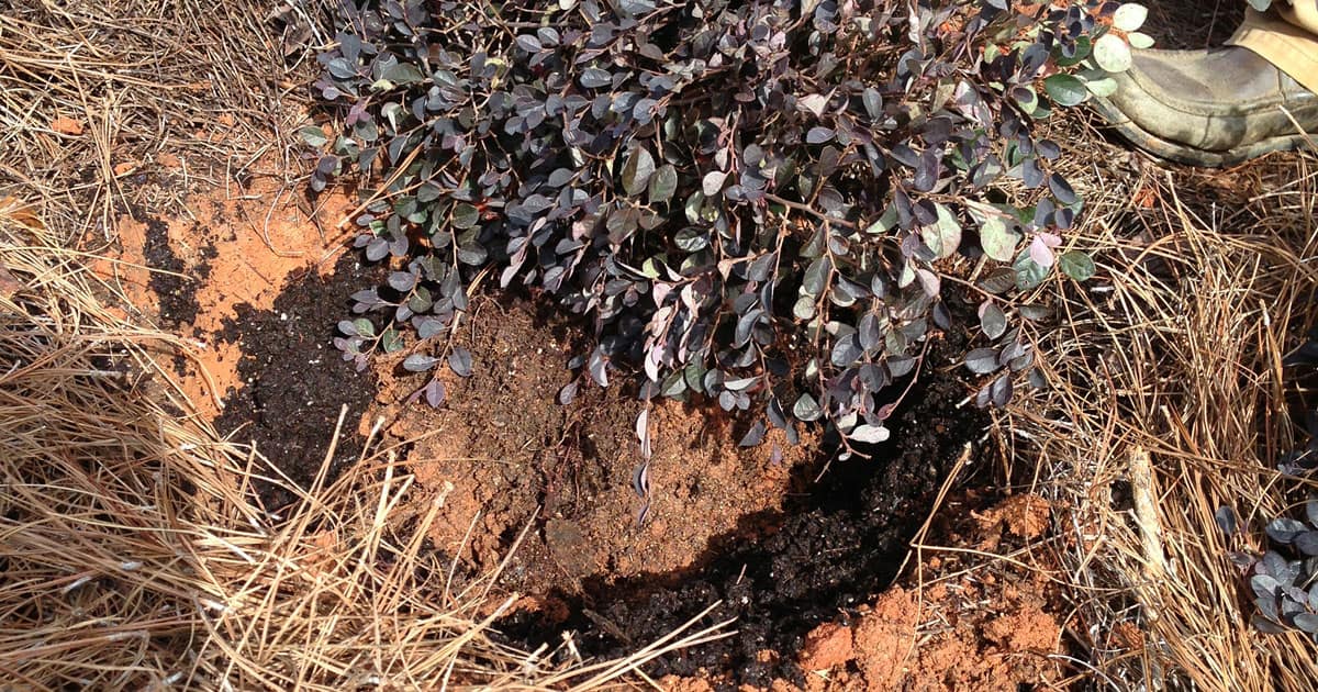 Digging a hole in rich soil to plant a purple pixie loropetalum