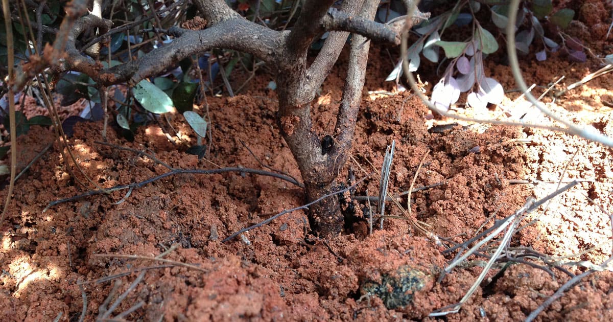 Roots of a shrub in rich soil
