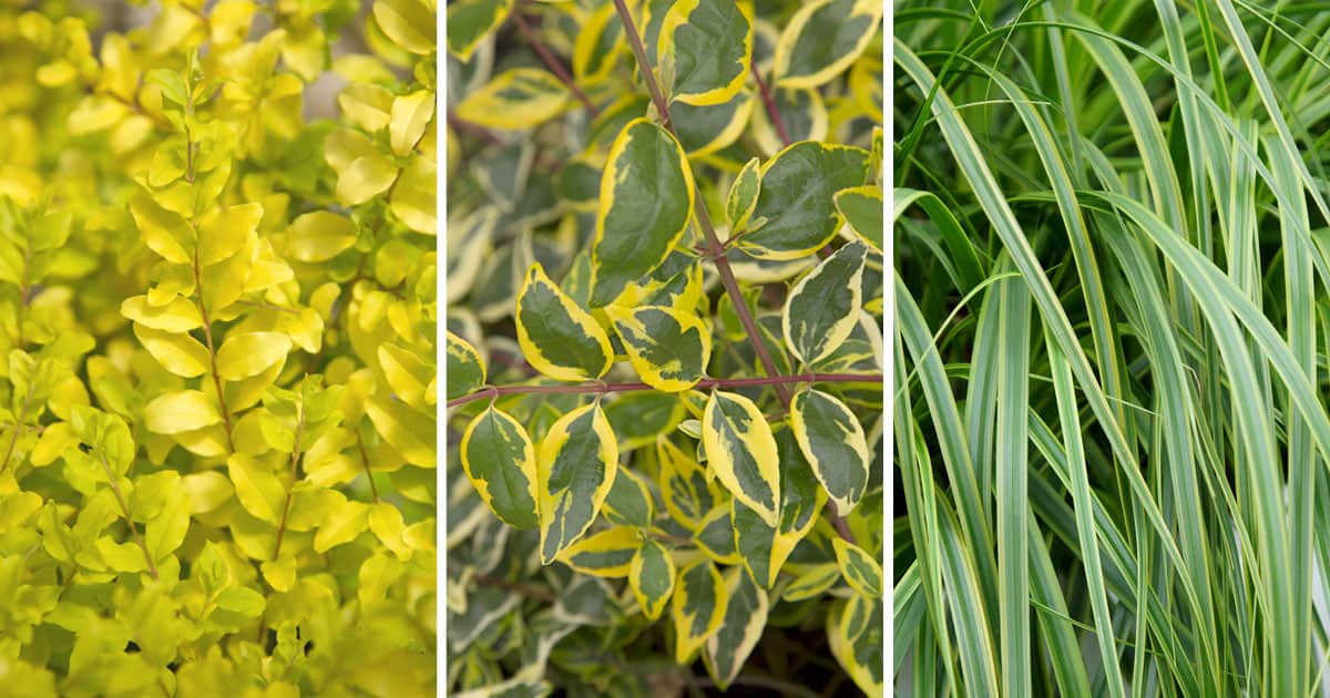 Foliage is a constant source of color in the landscape and an ideal starting point for applying color echo. Unlike flowers, foliage holds color all season long, sometimes year-round. And with the diversity of foliage color available, one can draw upon foliage to affect color echo in almost any hue. 