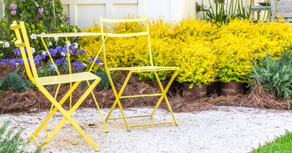 Sunshine ligustrum in flowerbed with yellow metal chairs