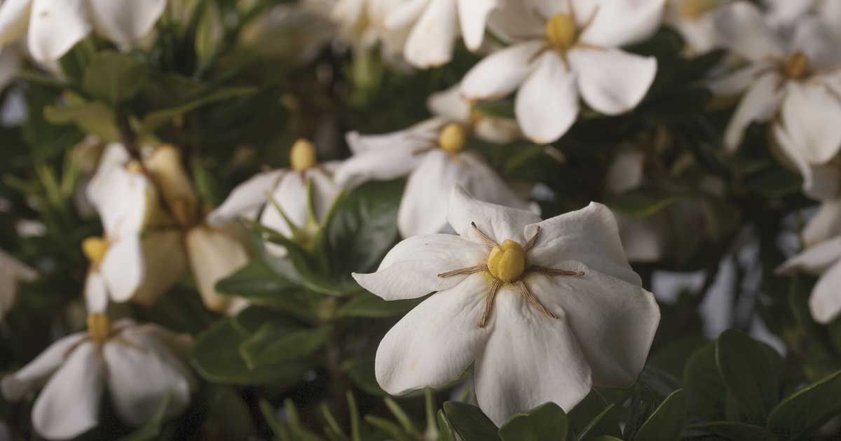 Close-up on ScentAmazing Gardenia single daisy bloom