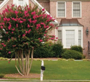 Crapemyrtle tree in front of large brick home