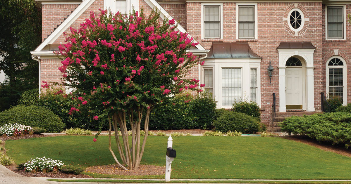 Crapemyrtle tree in front of large brick home