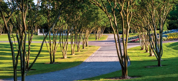 Crapemyrtles lining a driveway