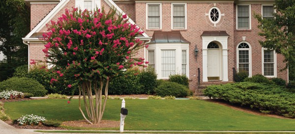 Pink crapemyrtles in front of house
