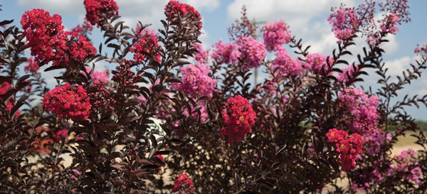 A well-trained crapemyrtle will not need much pruning, but it is a good idea to inspect plants for damaged, dead, and crossing or rubbing branches. 