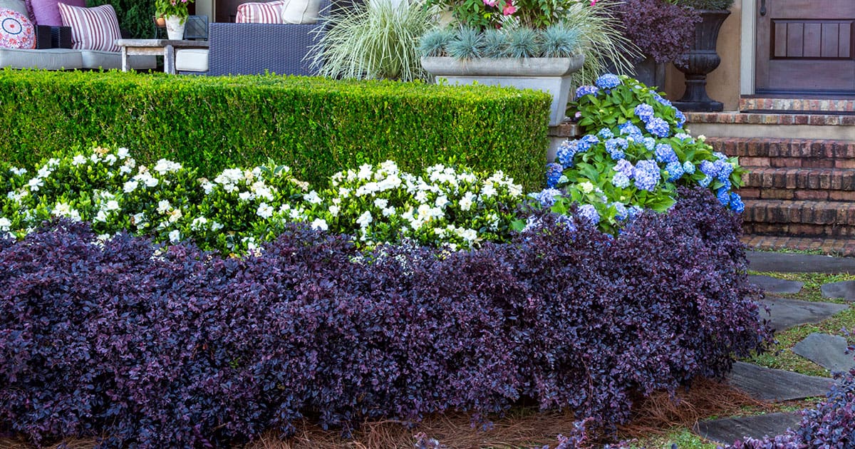 How To Use Purple Daydream Dwarf Loropetalum In The Landscape,Ornamental Grass Png