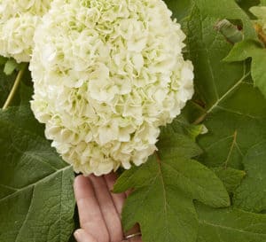 A hand reaches beneath the large white bloom of Tara Hydrangea showing its 12" width