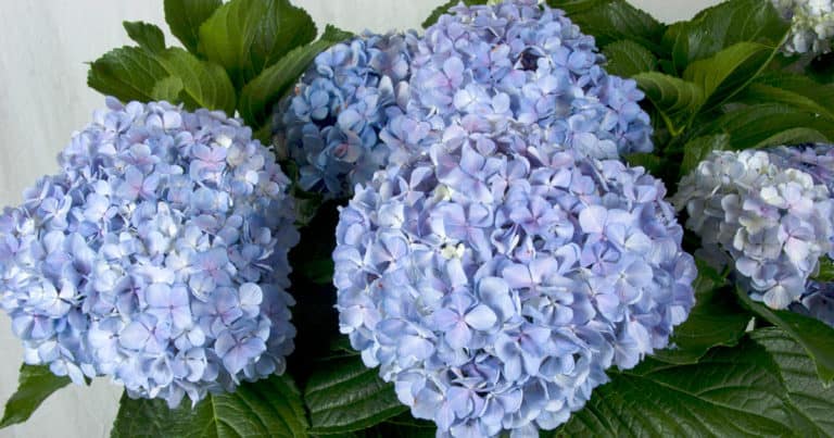 'Big Daddy' Hydrangea