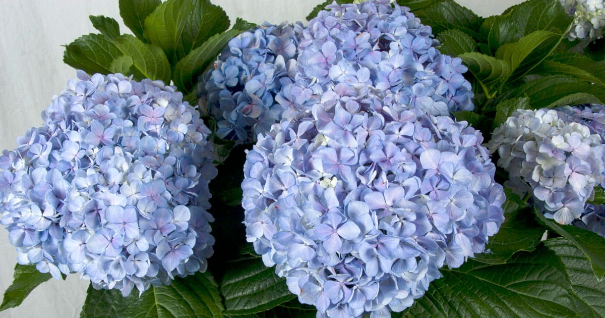 'Big Daddy' Hydrangea from Southern Living
