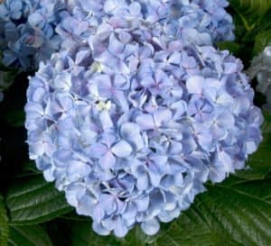 Close-up on big beautiful round Big Daddy Hydrangea blue bloom head