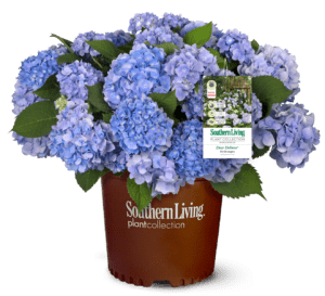 1, 3 gallon Dear Dolores Hydrangea plant in brown plastic Southern Living brown pot