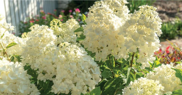 White pillow-y blooms of Moon Dance Hydrangea flowers in a garden border along a white picket fence