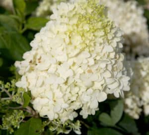 Close-up on White Wedding Hydrangea, cone-shaped blooms in white to cream to lime