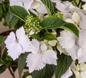 These white lace cap panicles cover this Hybrid Hydrangea in a blanket of blooms