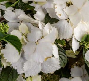 These white lace cap panicles cover this Hybrid Hydrangea in a blanket of blooms